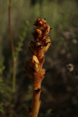 Orobanche gracilis