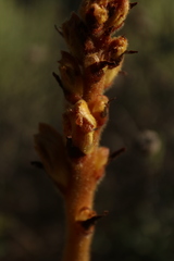Orobanche gracilis