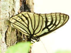 Hestina assimilis assimilis