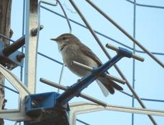 Phylloscopus collybita abietinus
