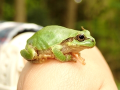 Hyla japonica