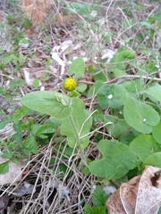Doronicum austriacum