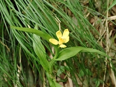 Cephalanthera falcata
