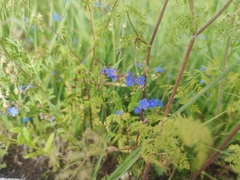 Microula pseudotrichocarpa