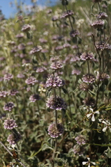 Marrubium supinum