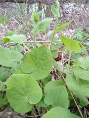 Doronicum austriacum