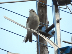 Phylloscopus collybita abietinus