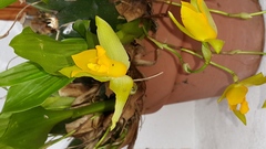 Lycaste aromatica