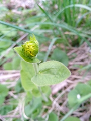 Doronicum austriacum