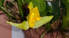 Lycaste aromatica