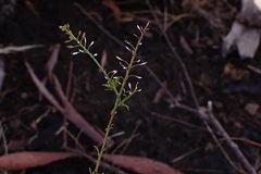 Lepidium pseudotasmanicum