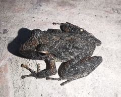 Pristimantis fenestratus