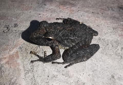 Pristimantis fenestratus