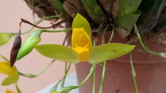 Lycaste aromatica