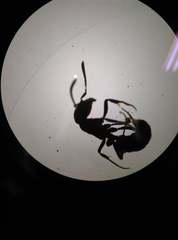 Ponerinae