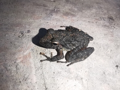 Pristimantis fenestratus