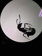 Ponerinae