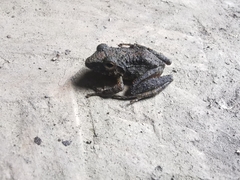 Pristimantis fenestratus