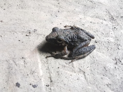 Pristimantis fenestratus