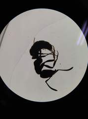 Ponerinae