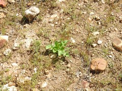 Papaver somniferum