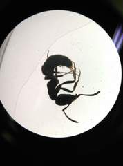 Ponerinae