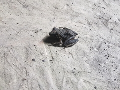 Pristimantis fenestratus