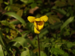 Tulipa sylvestris