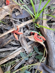 Clavulinopsis sulcata