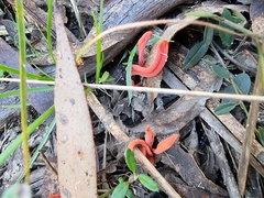 Clavulinopsis sulcata