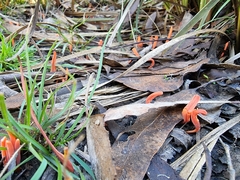 Clavulinopsis sulcata
