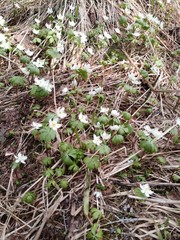 Eranthis tanhoensis