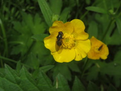 Cheilosia albitarsis