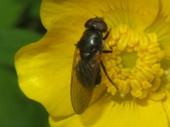 Cheilosia albitarsis