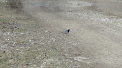Motacilla alba