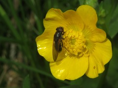 Cheilosia albitarsis