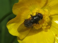 Cheilosia albitarsis