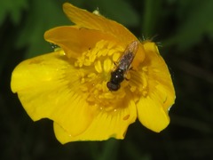 Cheilosia pagana