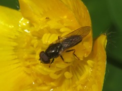 Cheilosia pagana