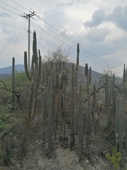 Lemaireocereus hollianus