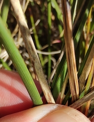 Lomandra densiflora