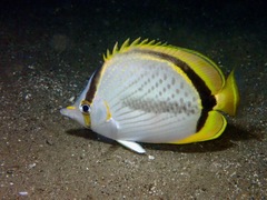 Chaetodon selene