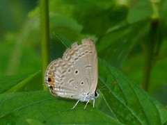 Euchrysops cnejus cnejus