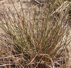 Lomandra densiflora