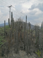 Lemaireocereus hollianus