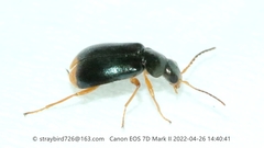 Ebaeus
