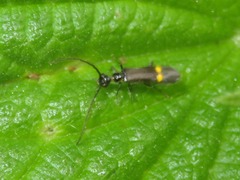 Malthodes marginatus