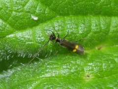 Malthodes marginatus