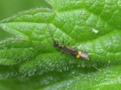 Malthodes marginatus