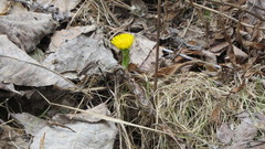 Tussilago farfara